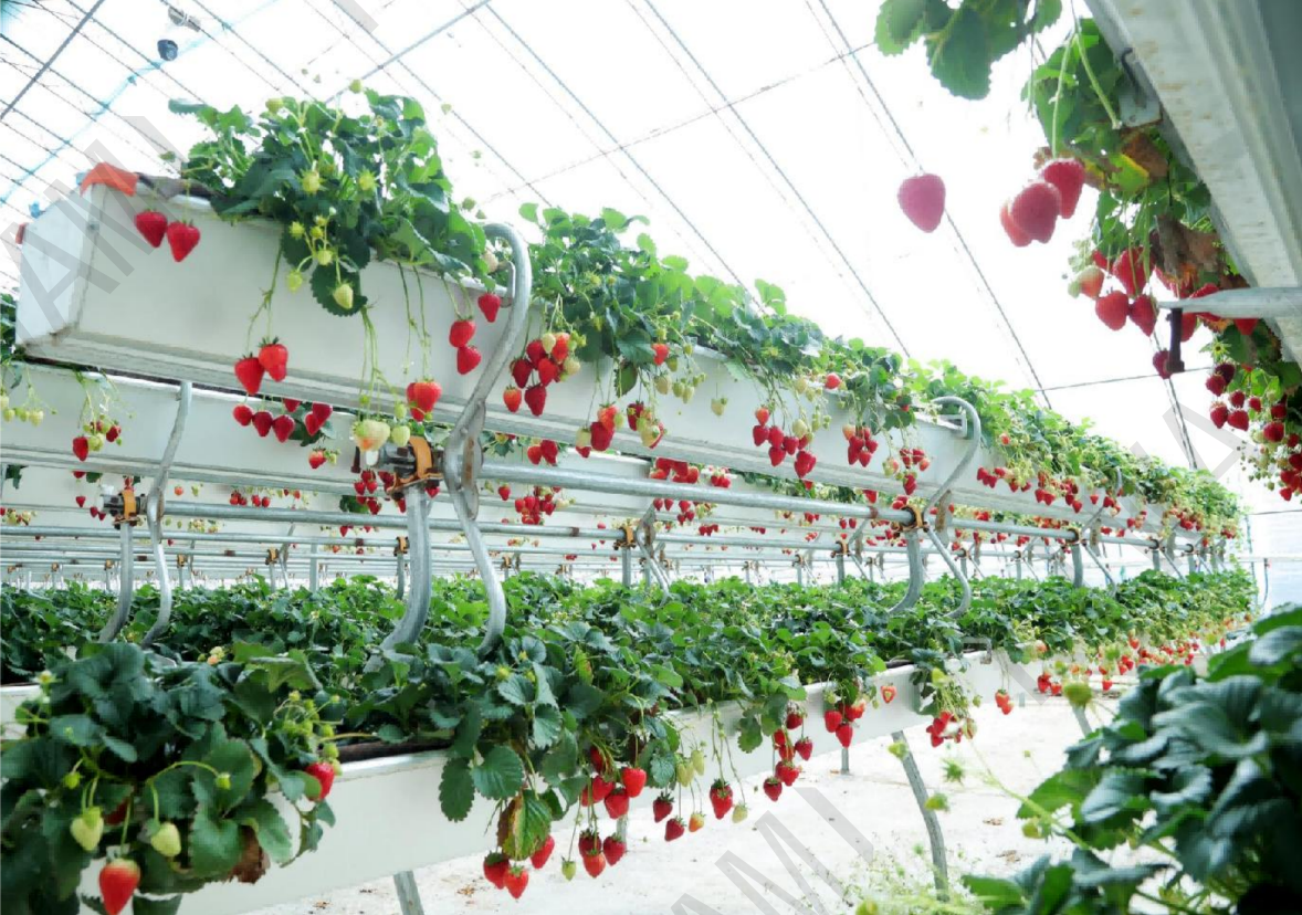 Dandong smart greenhouse rotating elevated cultivation